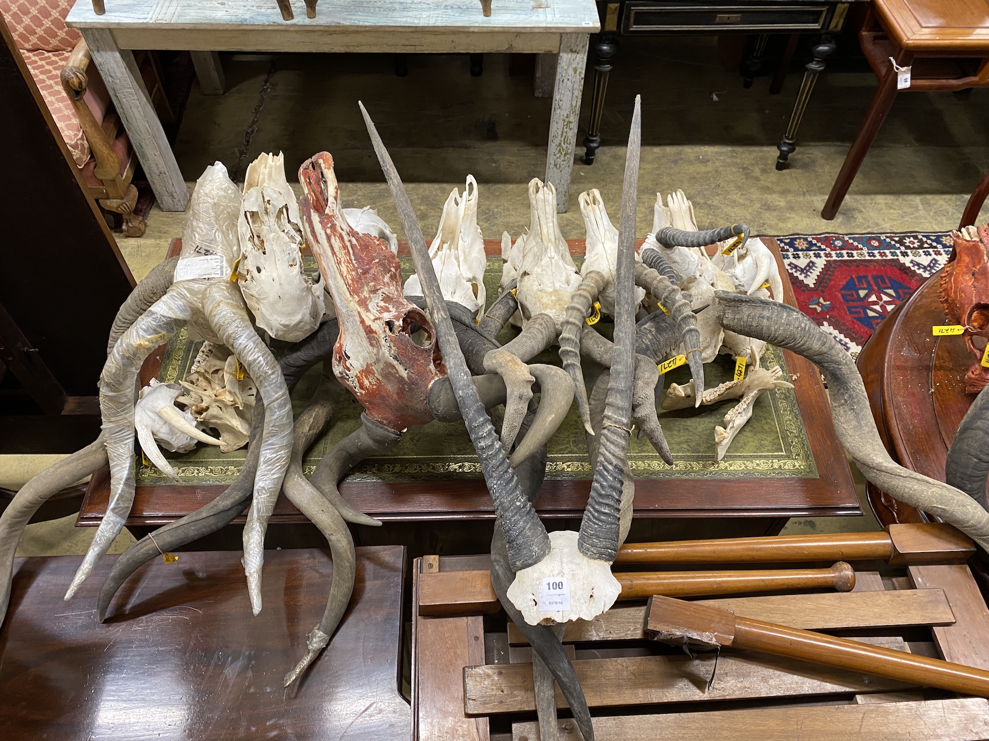 Approximately nineteen assorted taxidermy skulls